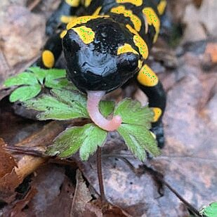 Studenti jedou do Gijónu